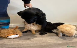 Labrador Retriever dogs for sale: Ready now labradoodles  - Image 11