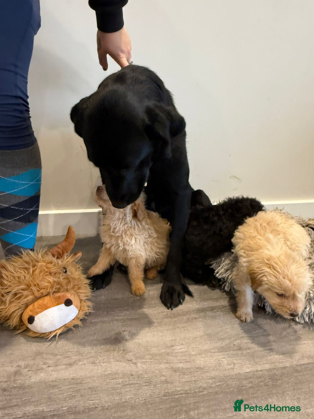 Labrador Retriever dogs for sale: Ready now labradoodles  - Image 11