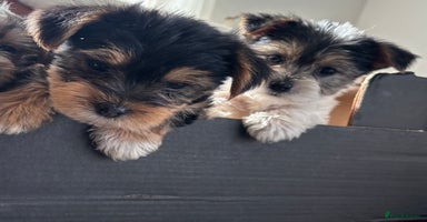 Mixed Breed dogs - Advert 5