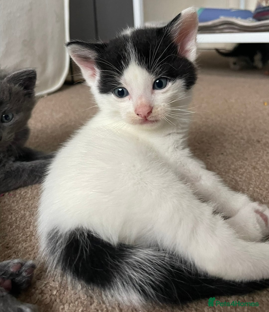 Mixed Breed cats for sale: 5 Beautiful & Friendly kittens for sale  - Advert 29