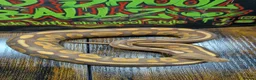 Python Snake reptiles for sale: Cinnamon ultramel  - Advert 4