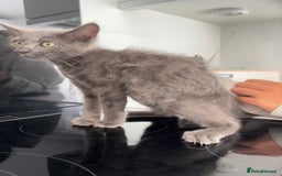 Mixed Breed cats for sale: 2 Grey Kittens  - Image 12