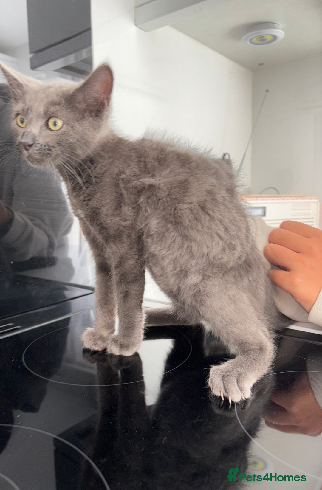 Mixed Breed cats for sale: 2 Grey Kittens  - Image 12
