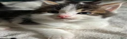 Domestic Shorthair cats for adoption: Playful Kittens- Adopt from Cats In Crisis EastLdn - Advert 10