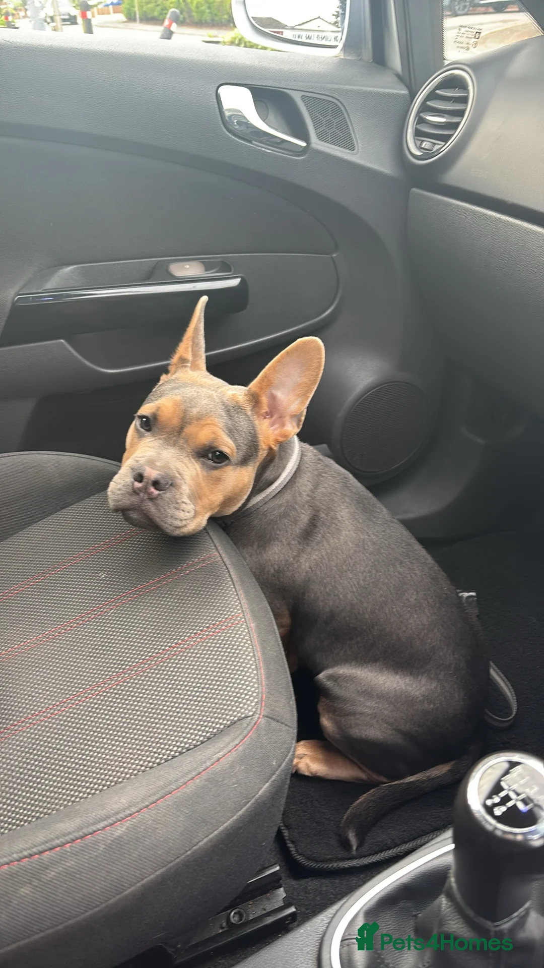 Mixed Breed dogs for sale: Pablo  - Advert 2