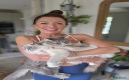 Ragdoll cats for sale: Beautiful Blue Tabby Ragdoll Fur Babies  - Image 20