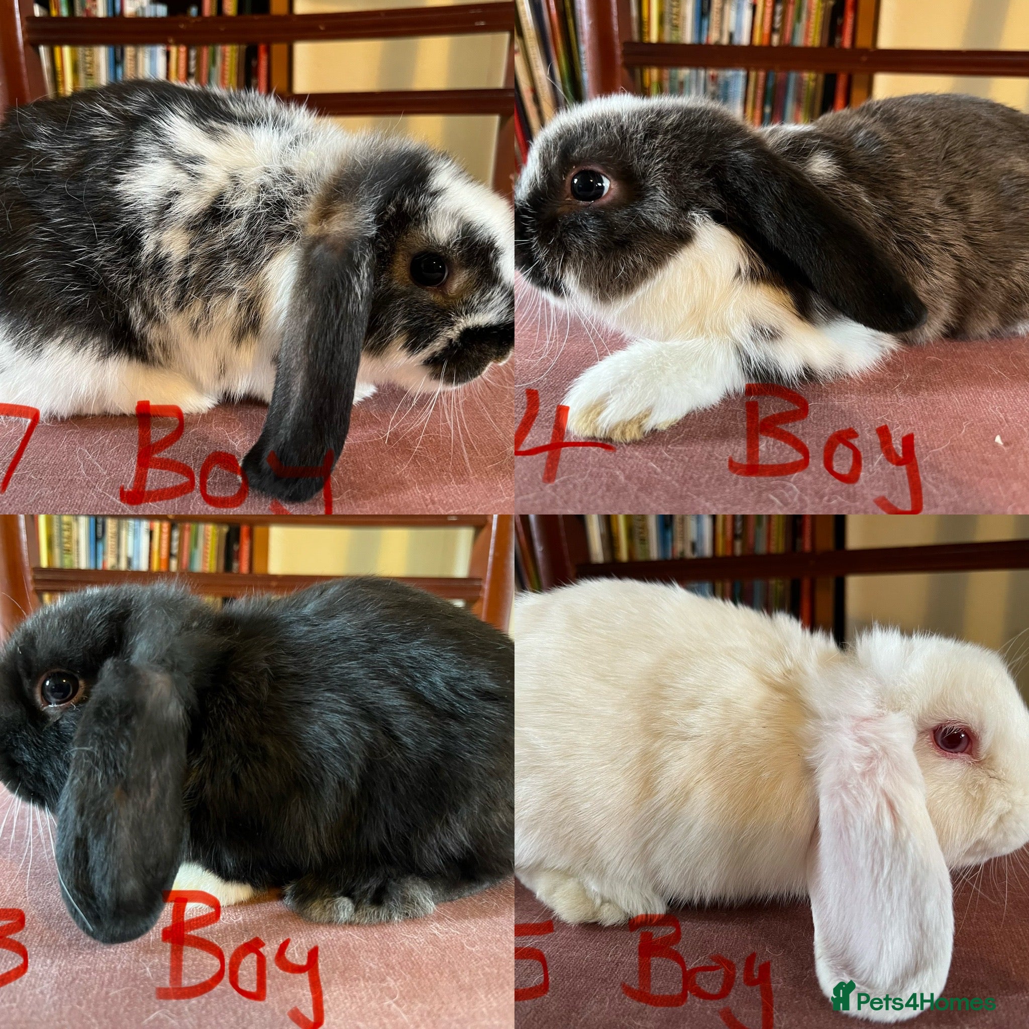 Mini Lop rabbits Lovely Mini Lop Babies - Advert 1