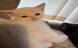 Mixed Breed cats for sale: 4 babies available 2 male 2 female  - Image 9