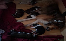Border Collie dogs for sale: 7 border collie pups 🌟  - Image 9