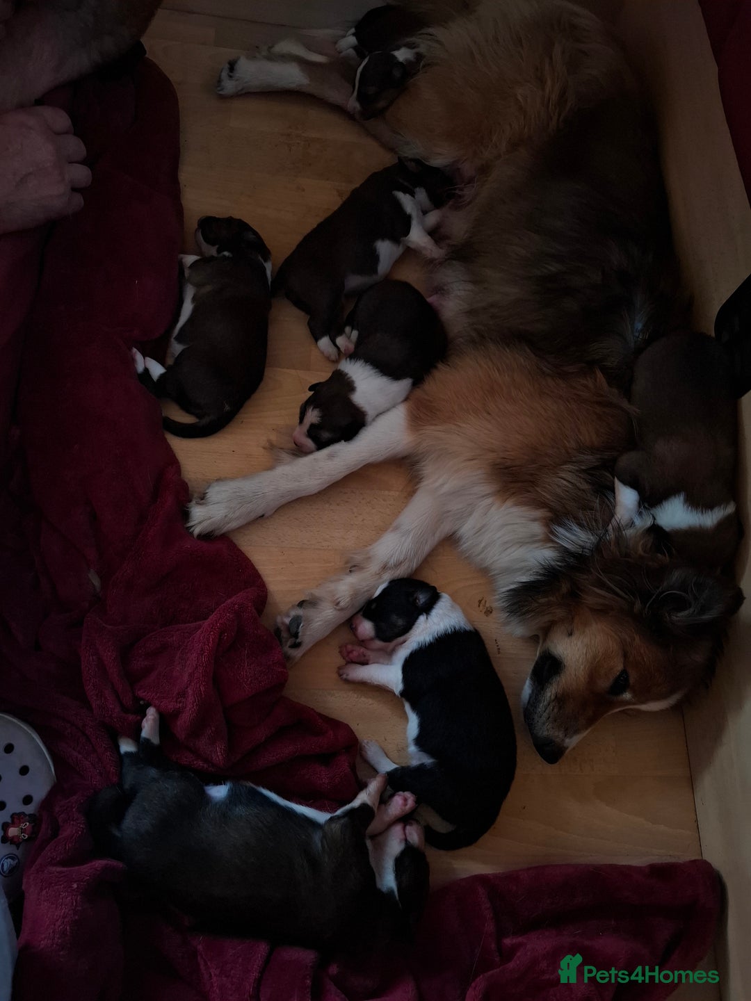 Border Collie dogs for sale: 7 border collie pups 🌟  - Image 9
