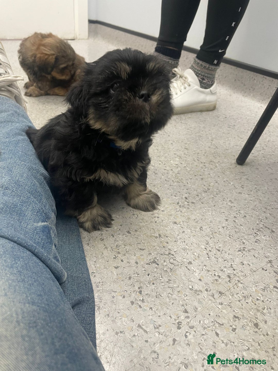 Shih Tzu dogs for sale: Adorable Shih tzu Puppies  - Image 4