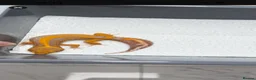 Gecko reptiles for sale: 6 Tangerine Trempers For Sale - Advert 6