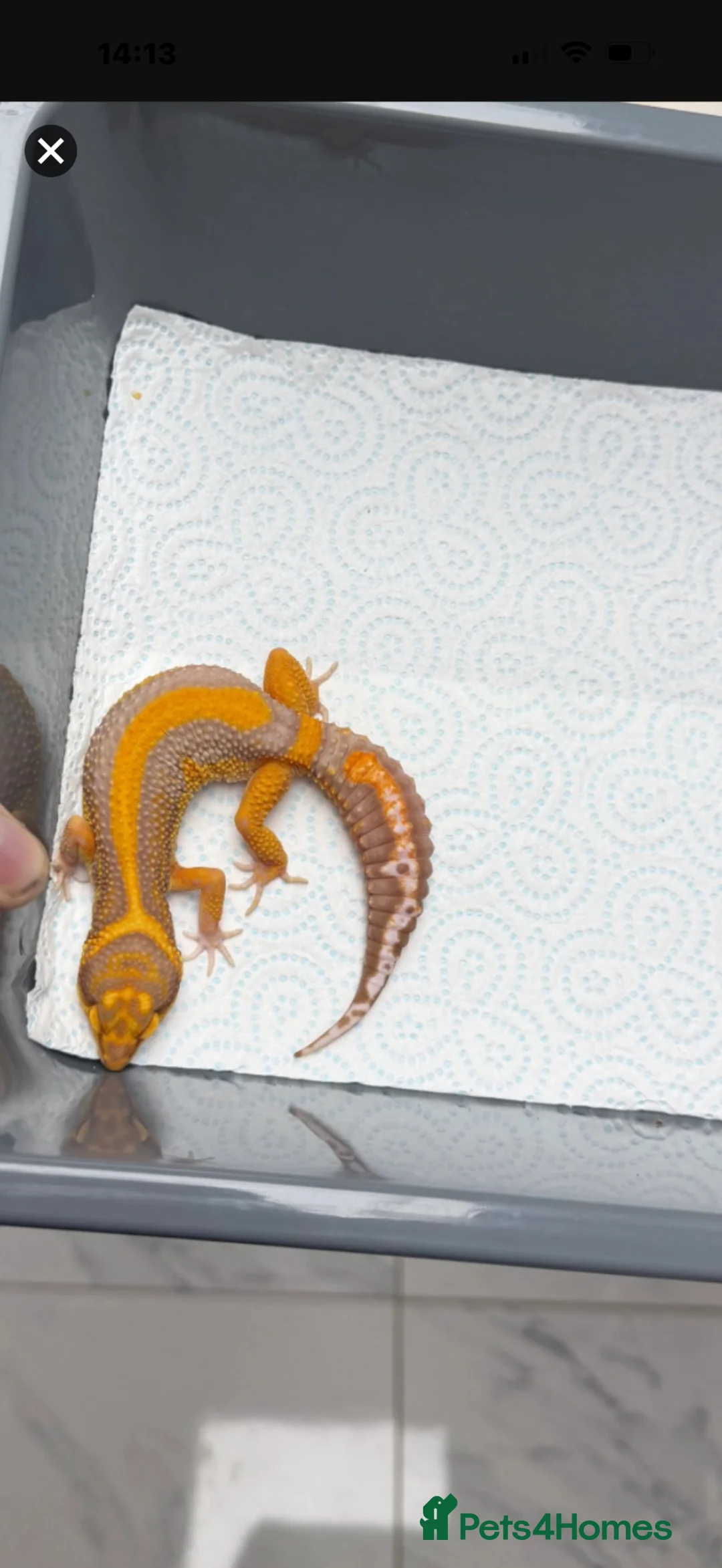 Gecko reptiles for sale: 6 Tangerine Trempers For Sale - Advert 6