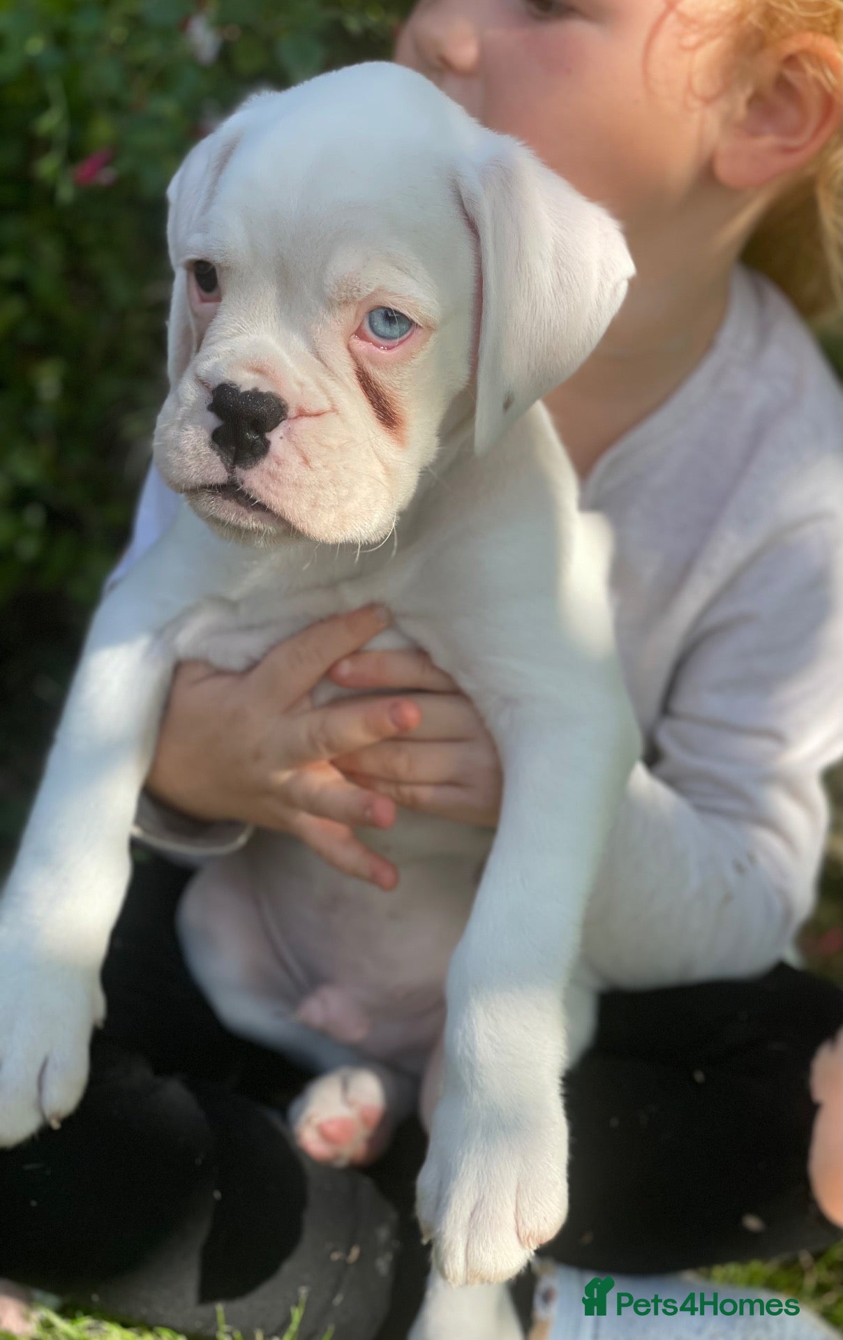 Boxer dogs 1 gorgeous pedigree white boxer male  - Advert 7