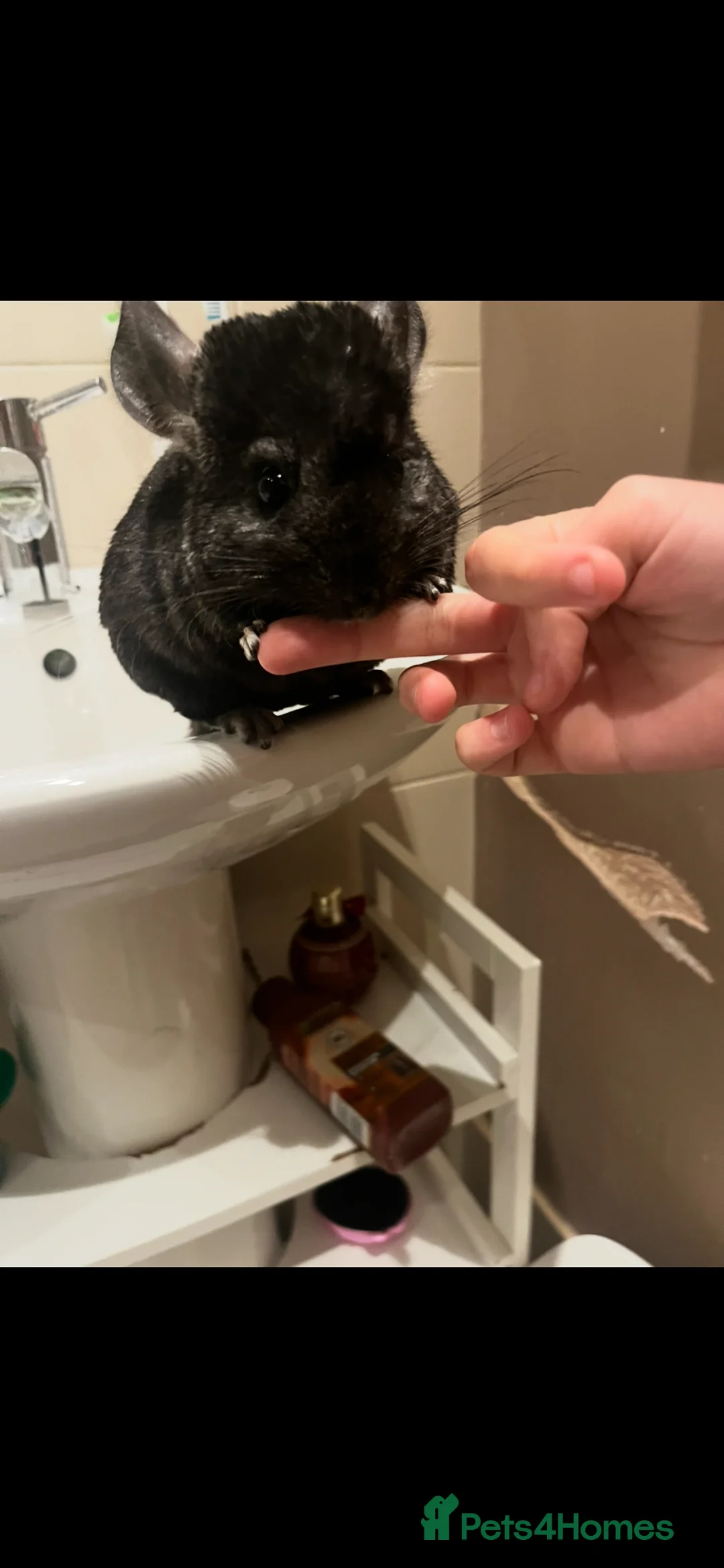 Chinchilla rodents for sale: two adorable chinchilla brothers  - Advert 8
