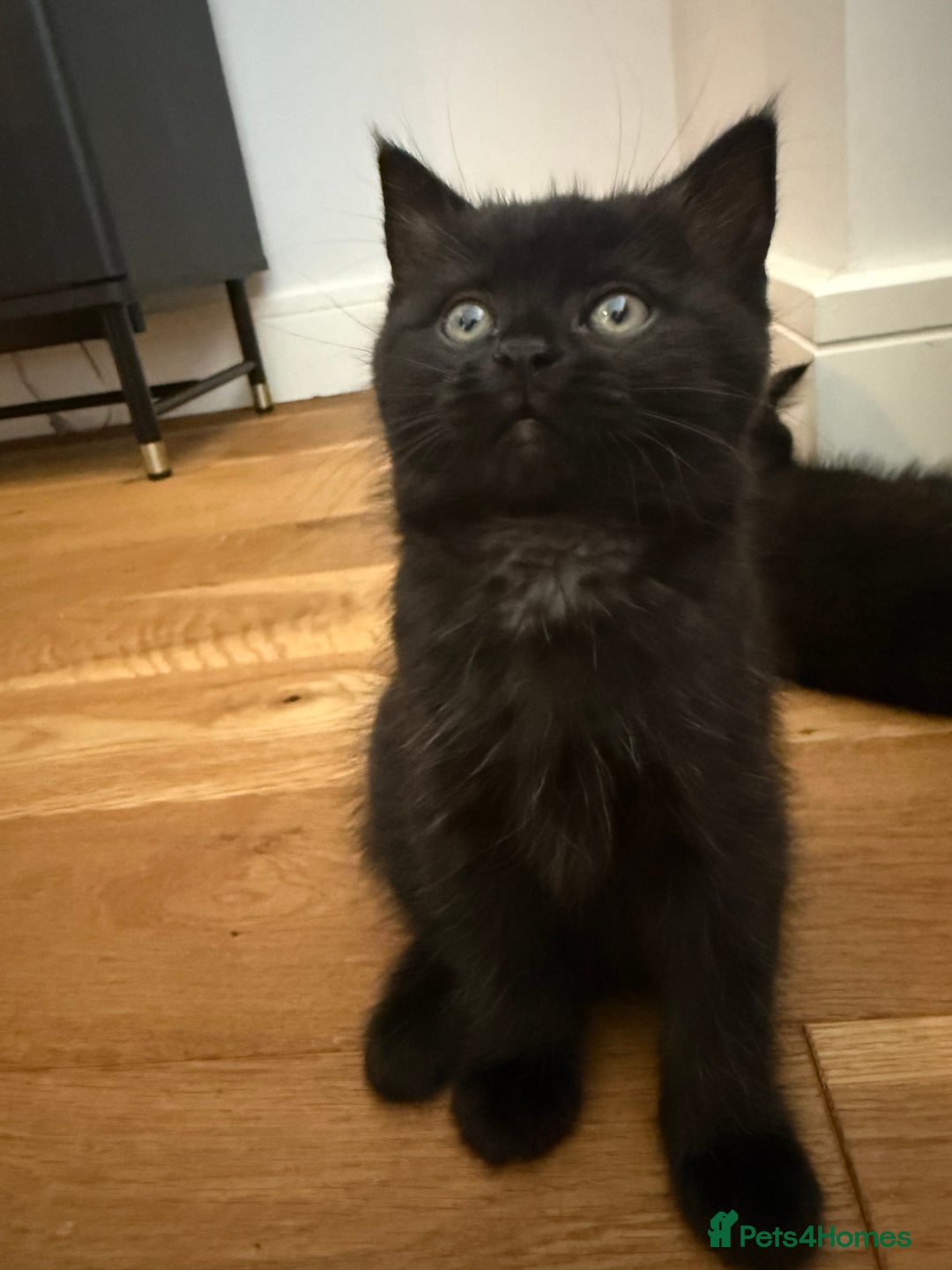 British Shorthair cats for sale: 🐾 Beauitful British Short Hair X 🐾  - Image 2
