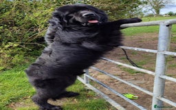 Newfoundland dogs for sale: Health checked Newfoundland Puppies - Image 5