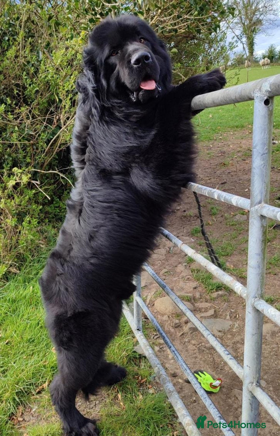 Newfoundland dogs for sale: Health checked Newfoundland Puppies - Image 5