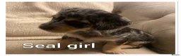Mixed Breed dogs for sale: 3 pups left  - Advert 6