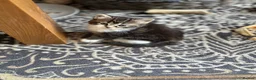 Mixed Breed cats for sale: Mixed breed kittens  in Rotherham - Advert 10
