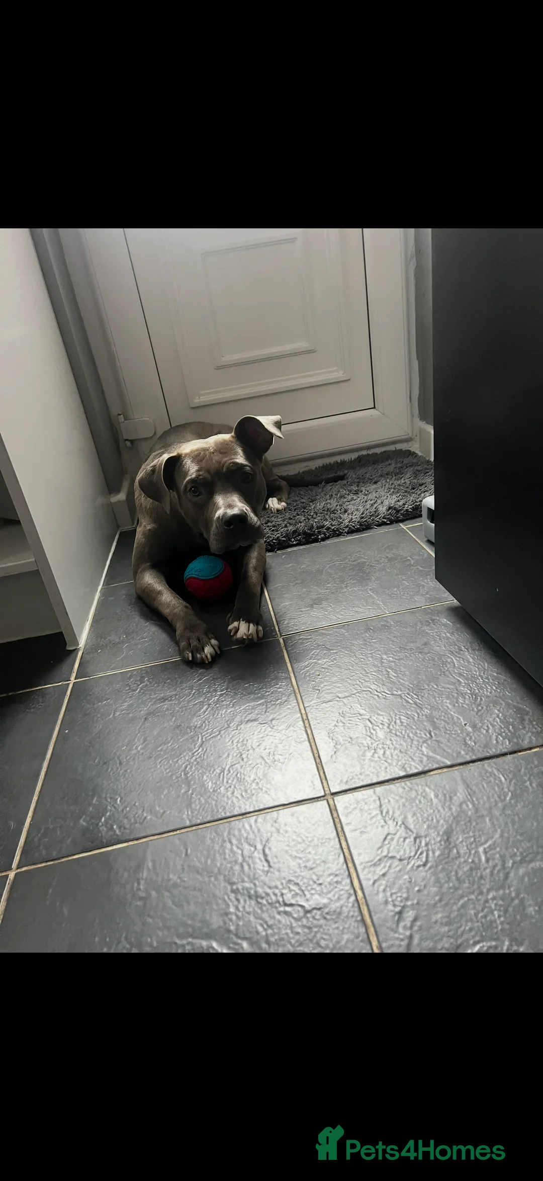 American Bully dogs for sale: American bully classic puppies for sale  - Advert 16