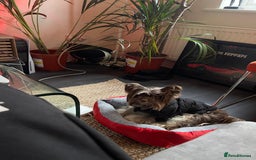 Yorkshire Terrier dogs for sale: Al Pacino needs a temporary home (free) - Advert 4