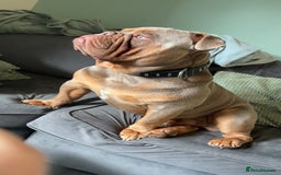 Olde English Bulldogge dogs for stud: STUD DUTIES!! 💥 King Bruno 💥 - Image 4
