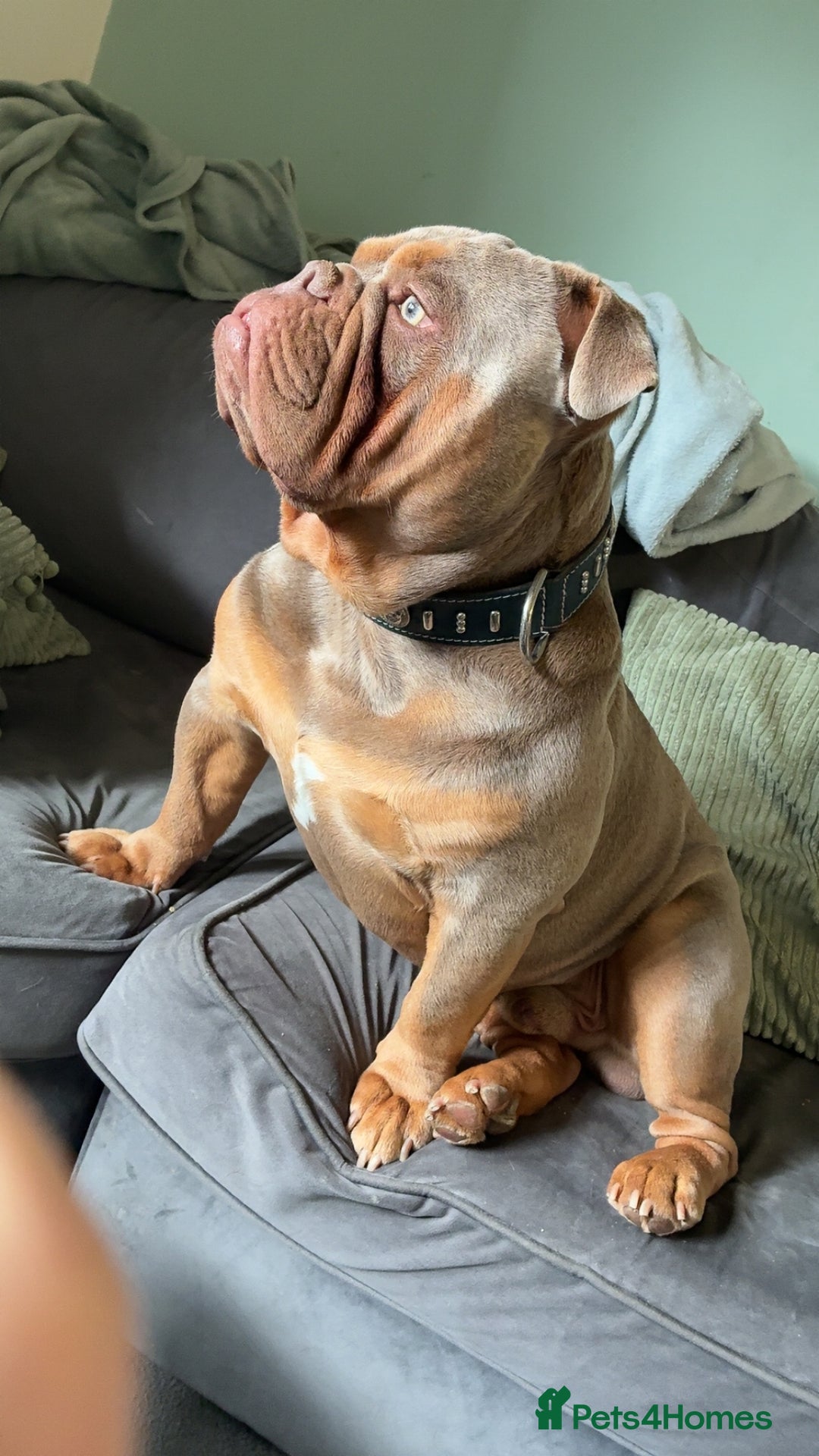 Olde English Bulldogge dogs for stud: STUD DUTIES!! 💥 King Bruno 💥 - Image 4