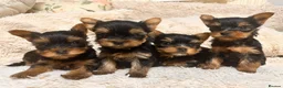Yorkshire Terrier dogs for sale: Mini Yorkshire Terrier Puppies  - Advert 9