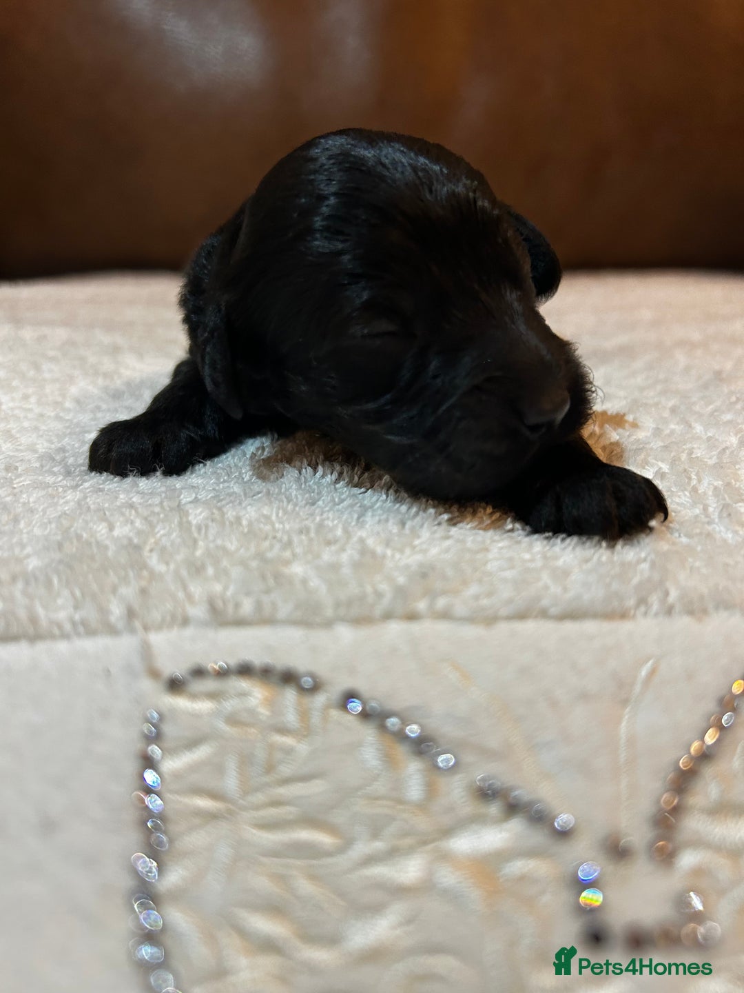 Cockapoo dogs for sale: Toy Cockapoo’s  - Advert 11