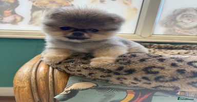 Pomeranian dogs - Advert 5