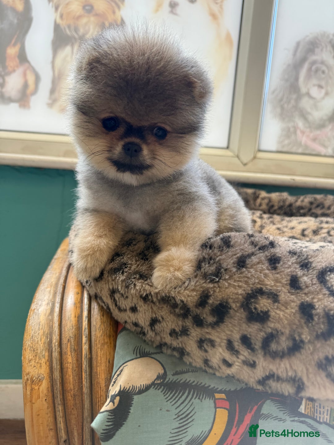 Pomeranian dogs for sale: Last female teddy face Pomeranian  - Image 3
