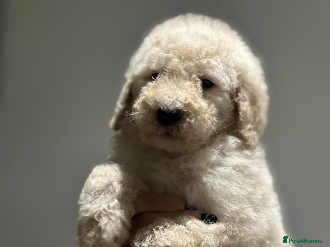 Mixed Breed dogs for sale: F1B SAINTBERNADOODLE BOYS AND GIRLS - Image 7