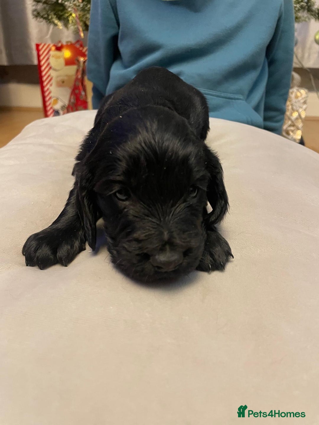 Cocker Spaniel dogs for sale: Cocker Spaniel  - Advert 8