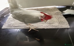 Chickens poultry for sale: Young laying Hen needs a new home - Image 2