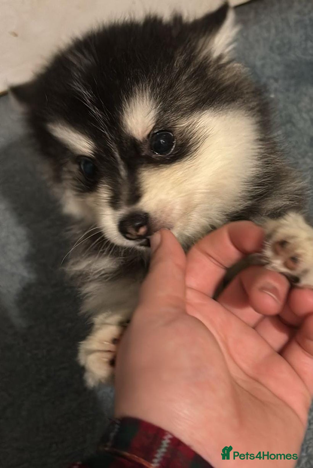 Pomsky dogs for sale: F4 tiny pomsky pups REDUCED need homes now - Advert 12