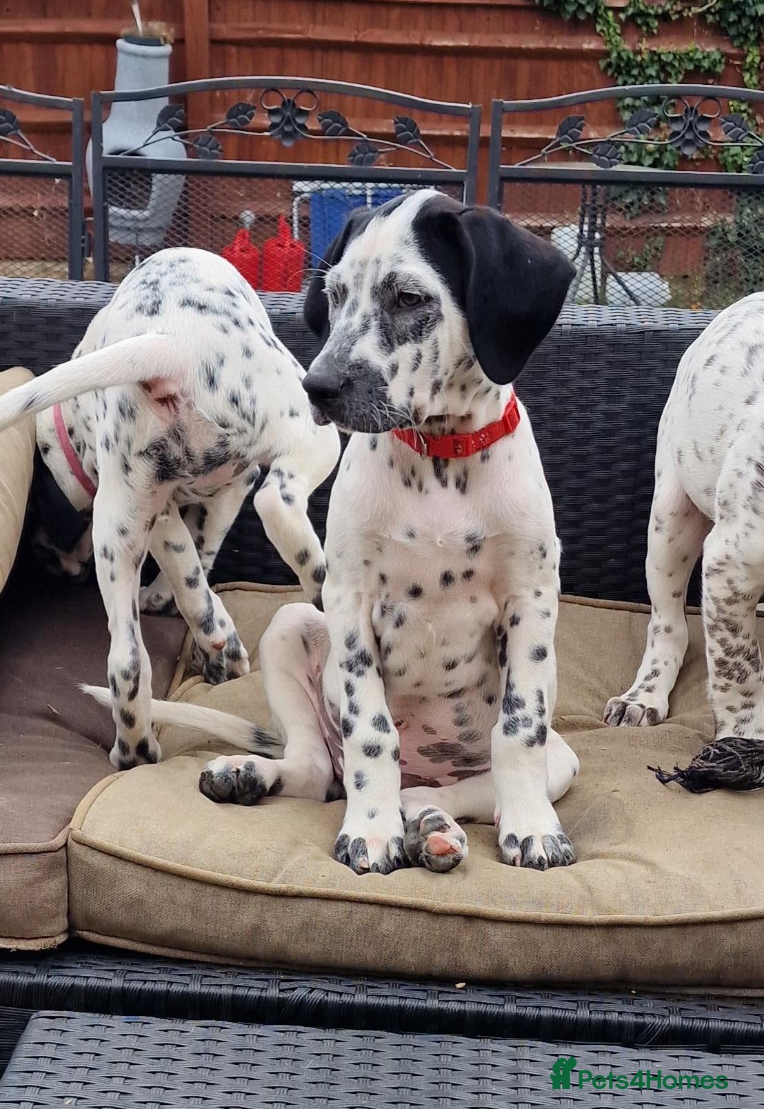 Mixed Breed dogs Reduced to find last boy a home Sprollie x Dal - Advert 13