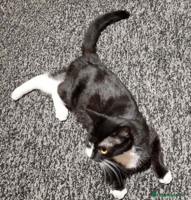 Mixed Breed cats IMARMI - Advert 16