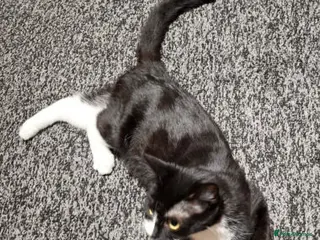 Mixed Breed cats IMARMI - Advert 16