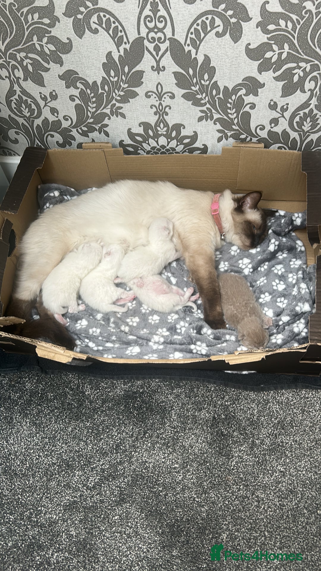 Ragdoll cats for sale: Ragdoll/british blue - Image 6