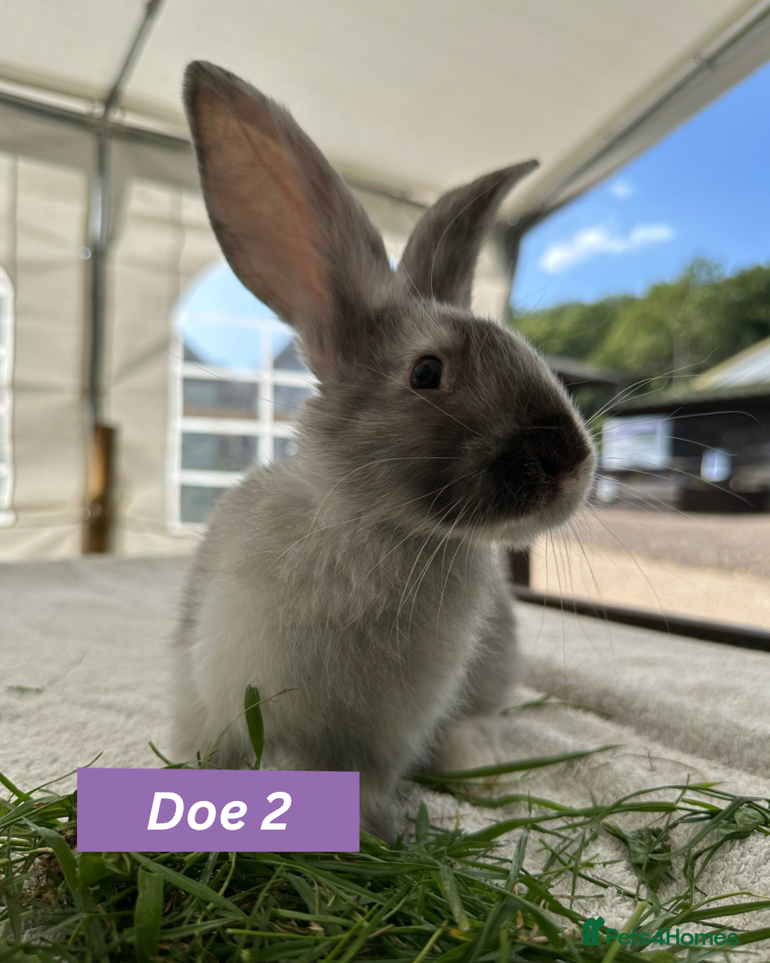 Continental Giant rabbits for sale: Pure Giant Continental Females🏡🩷 - Image 2