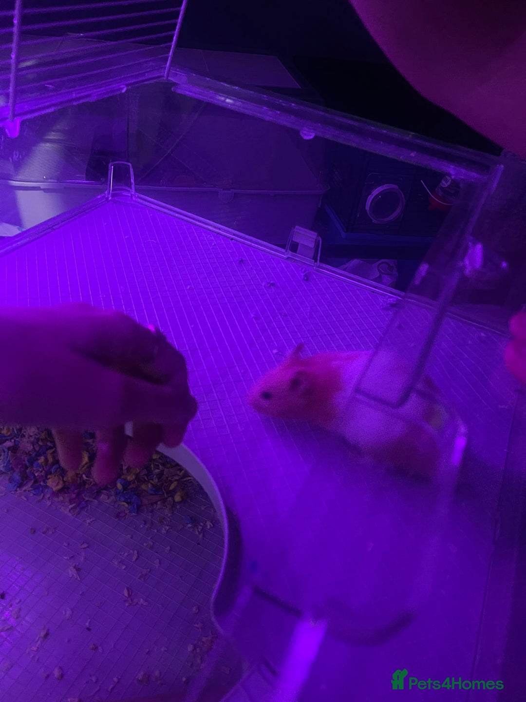 Hamster rodents for sale: Chunk the hamster  - Image 7