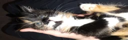 Mixed Breed cats for sale: Fluffy calico female kitten - Advert 1