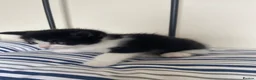 Persian cats for sale: Persian Dollface x BSH in Beaworthy - Advert 8
