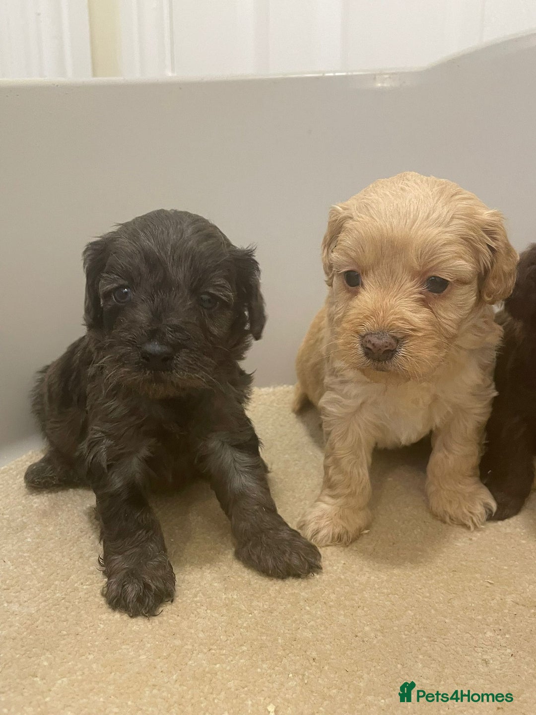 Cockapoo dogs for sale: F1 cockapoo p,a,r tested clear - Advert 17