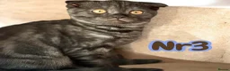 Scottish Fold cats for sale:  3 Full Pedigree Fold Girls        - Advert 29