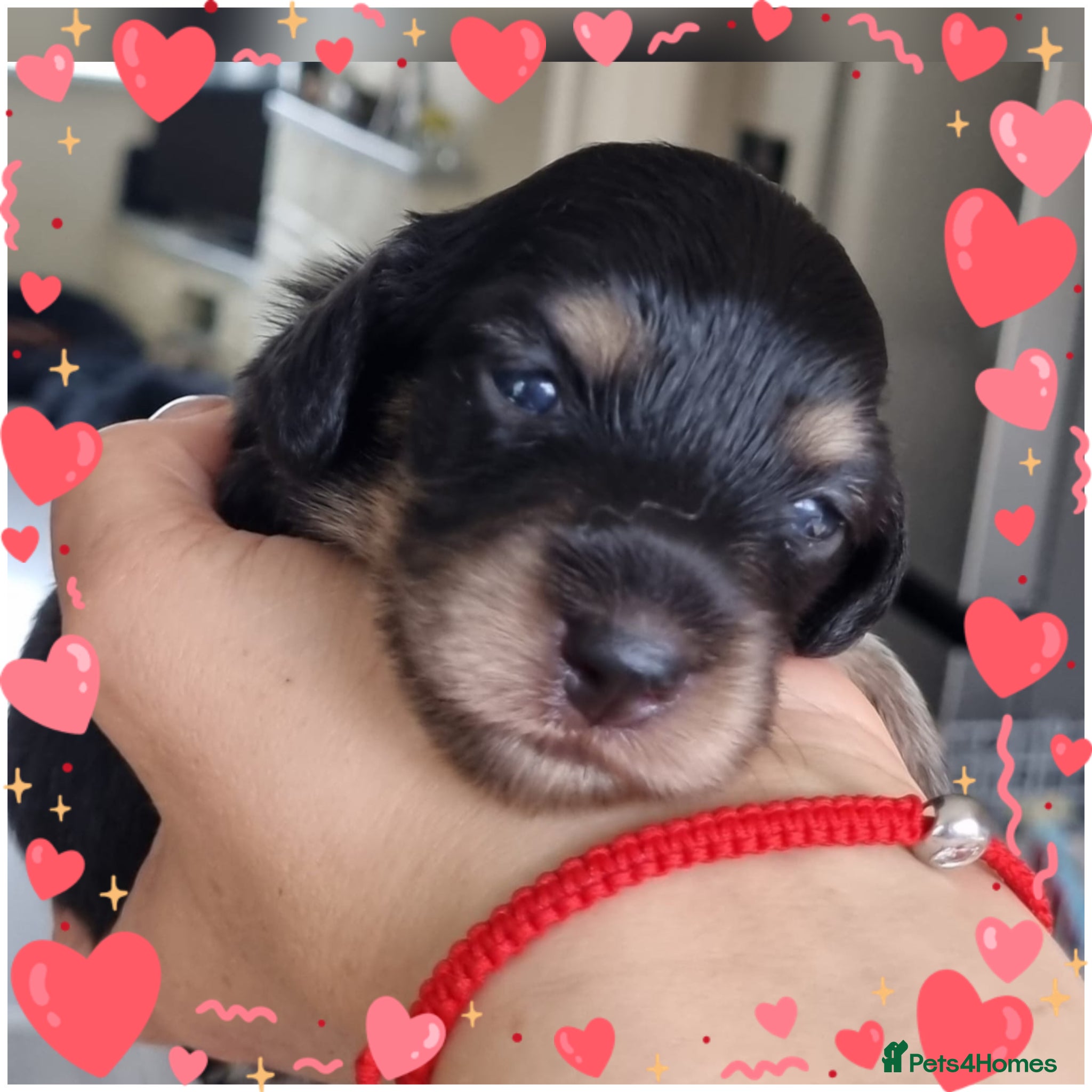 Miniature Dachshund dogs 🌟 Miniature LH Dachshund Puppies 🌟  - Advert 5