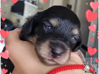 Miniature Dachshund dogs 🌟 Miniature LH Dachshund Puppies 🌟 - Advert 9