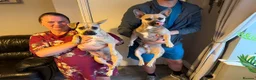 Mixed Breed dogs for sale: Gorgeous French Bull dog cross Chihuahua puppies  - Advert 4