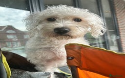 Cockapoo dogs for sale: Poodle mixed dog - Image 18